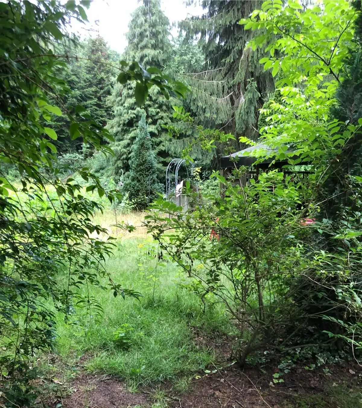 Vorher: Wildwuchs und Gehölze auf einem Grundstück