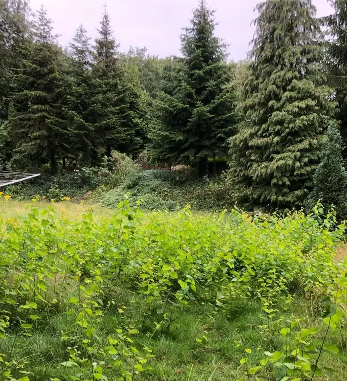 Vorher: dicht zugewachsenes Grundstück mit Gestrüpp