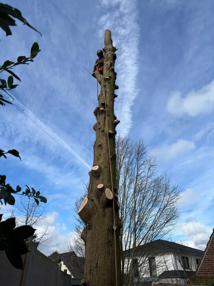 Gekappter Baumstamm vor blauem Himmel