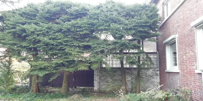 Vorher: großer Baum direkt an der Hauswand